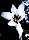 Gladiolus Callianthus